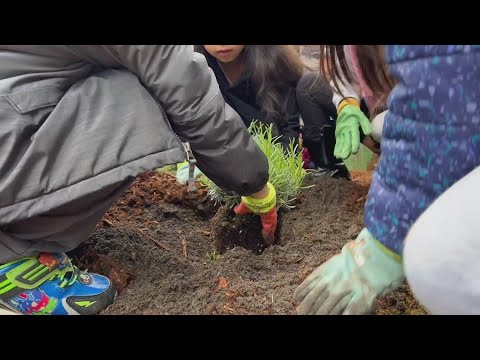 Students In King County Use Plants To Rebuild, Revitalize Their Playground