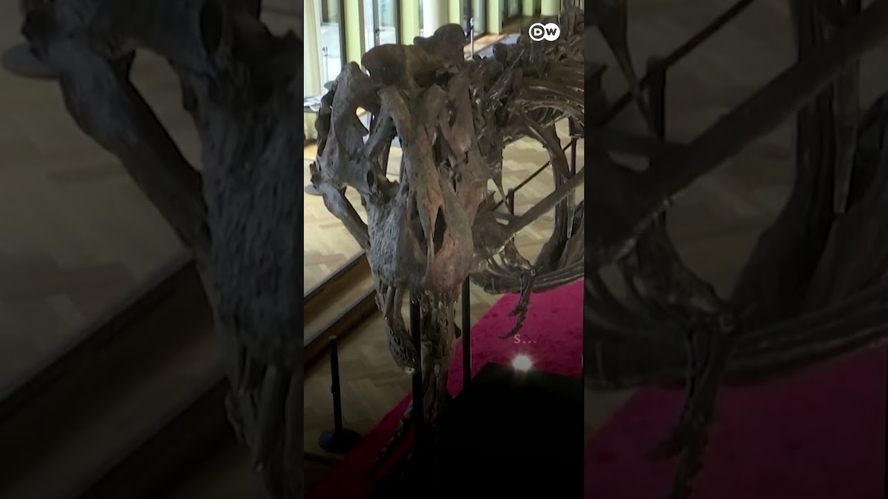 T Rex Skeleton Sells For Millions At Rare Auction | Dw News