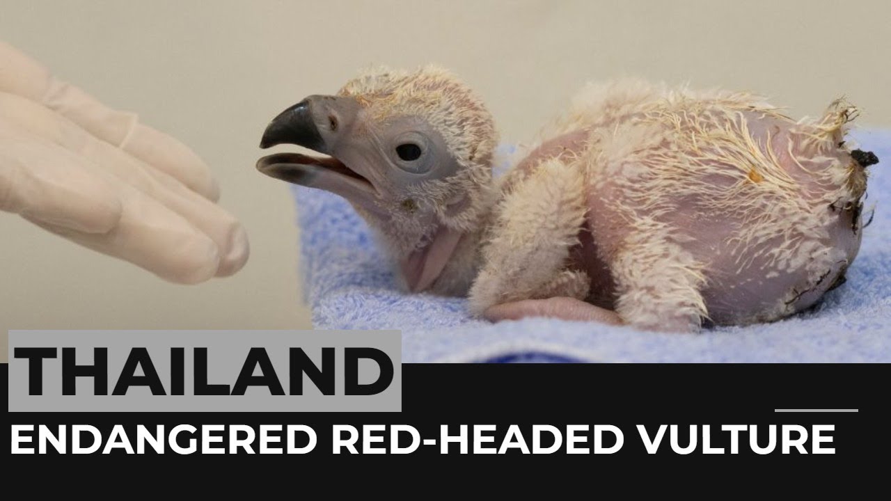 Thai Zoo Breeds First Red Headed Vulture Chick In 30 Years