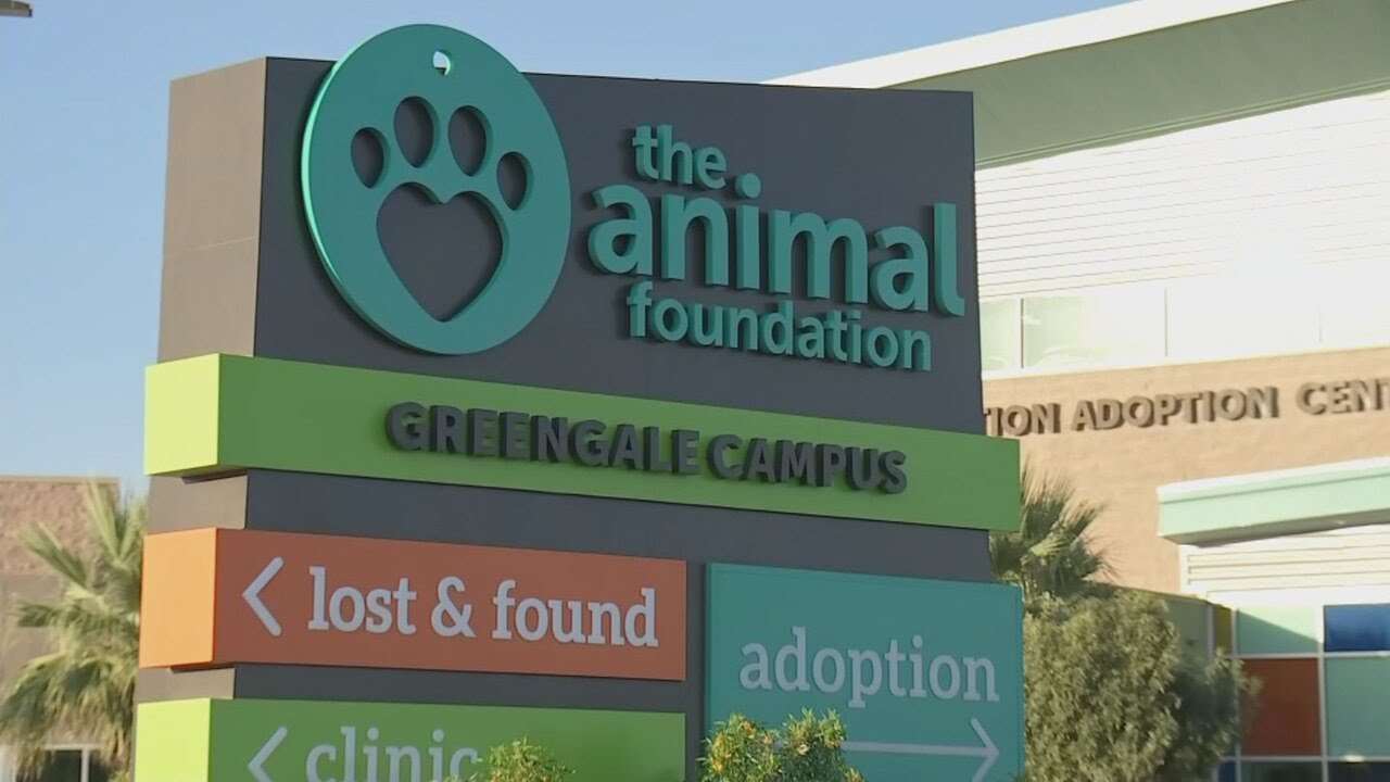 The Animal Foundation Faces Criticism From Clark County On Budget, Stray Policy