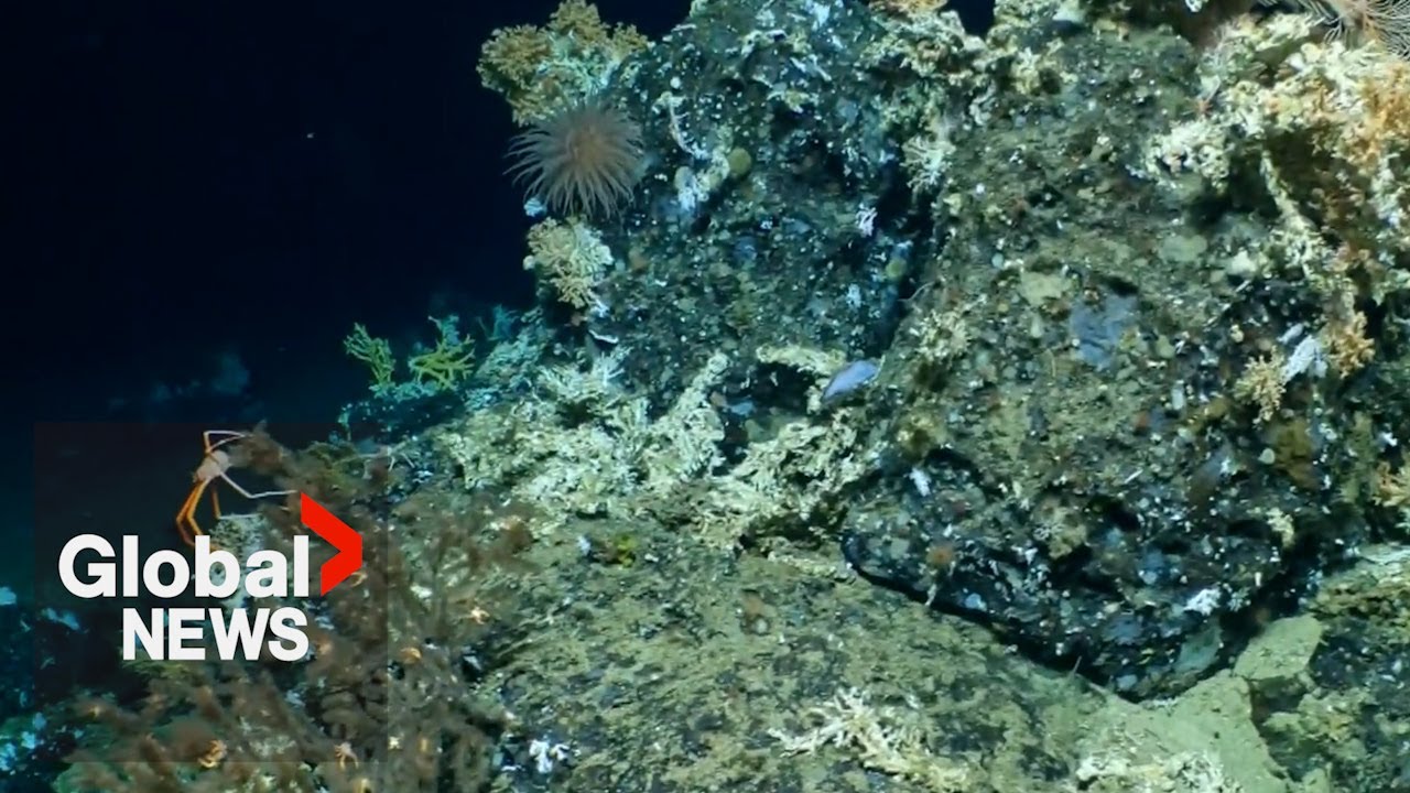 “they’re Like Ocean Time Machines”: Galápagos Scientists In Awe Of Pristine Coral Reef Discovery