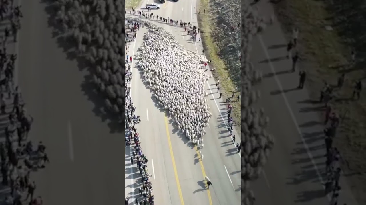 Thousands Of Sheep On The Road? Unbelievable Sight In Idaho #shorts | New York Post