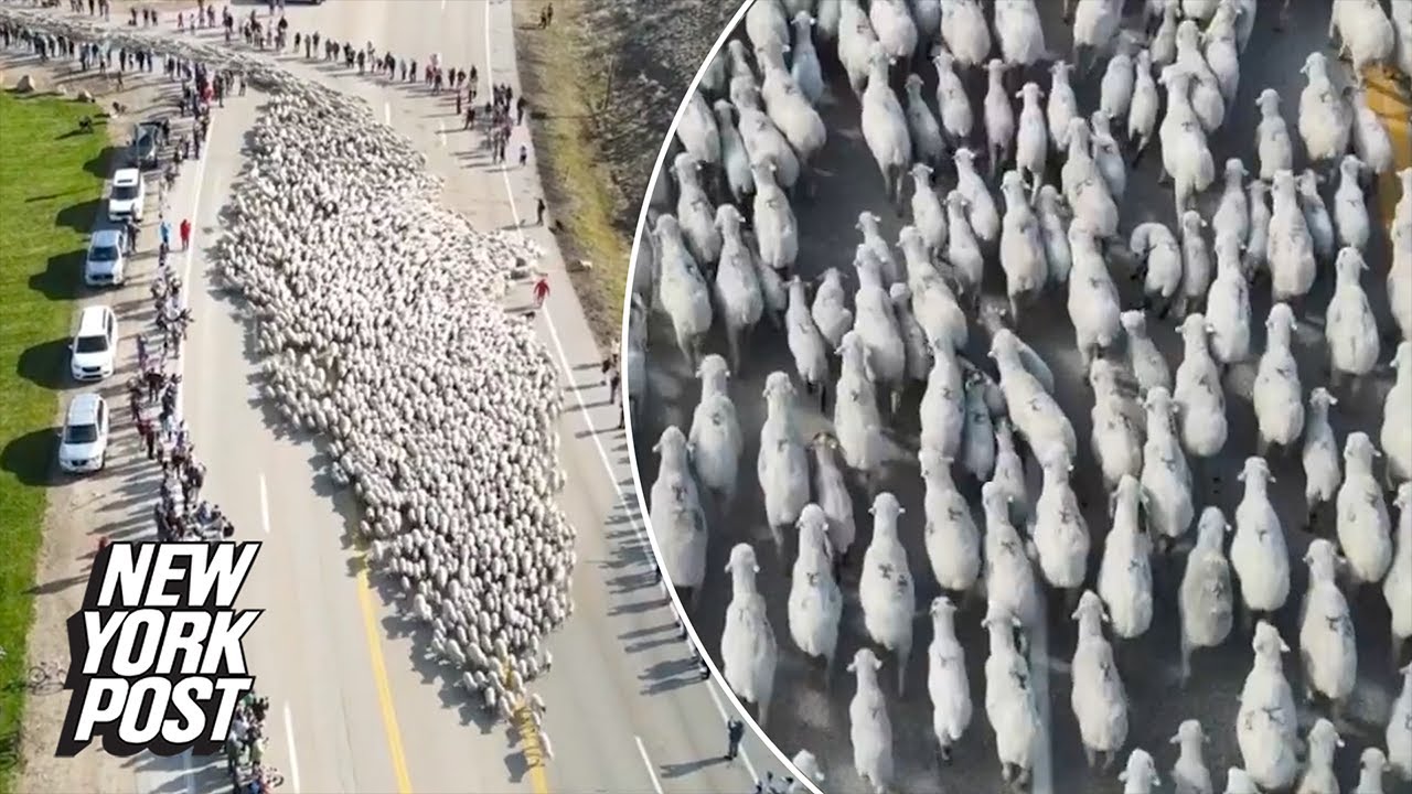 Thousands Of Sheep On The Road? Unbelievable Sight In Idaho | New York Post