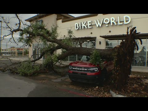 Trees Uprooted After Severe Storms Rolled Through Overnight