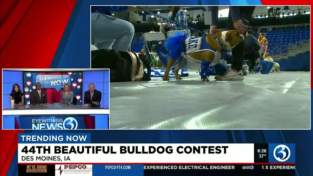 Trending Now: Beautiful Bulldog Contest