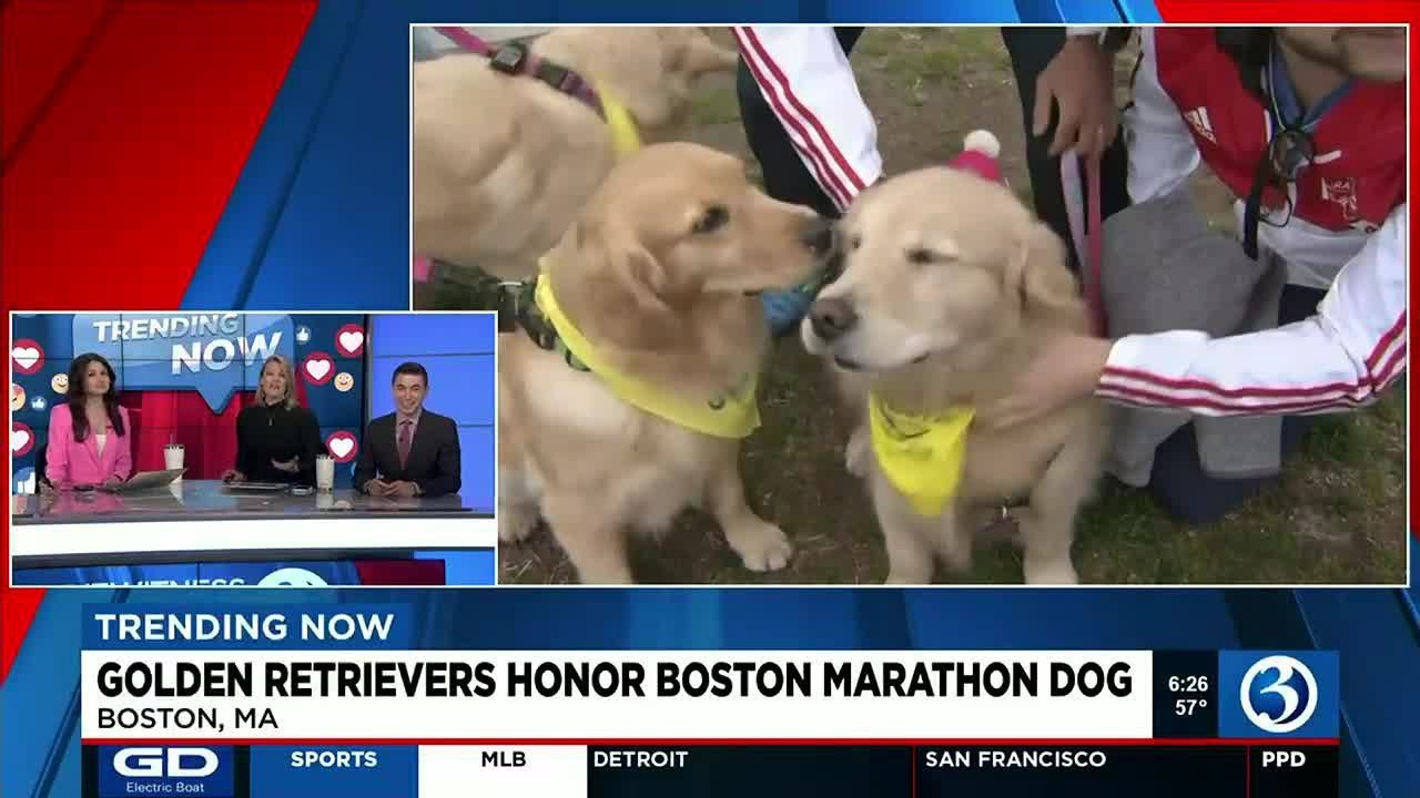 Trending Now: Pups Honor Boston Marathon Dog