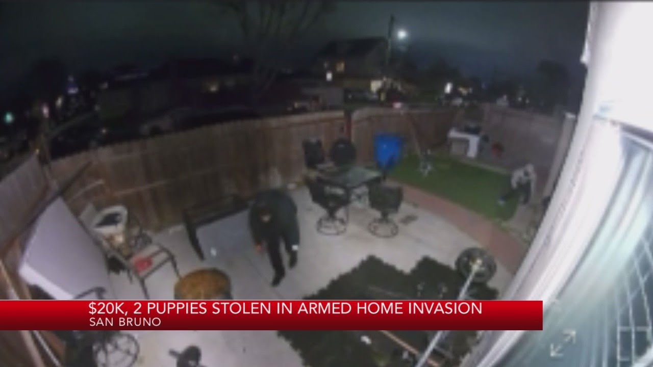 Two Puppies, $20k Stolen In Armed Home Invasion In San Bruno