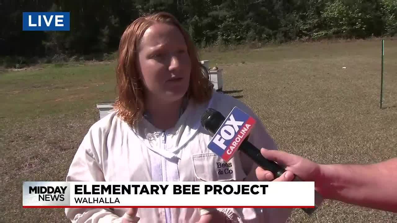 Upstate Elementary Bee Project