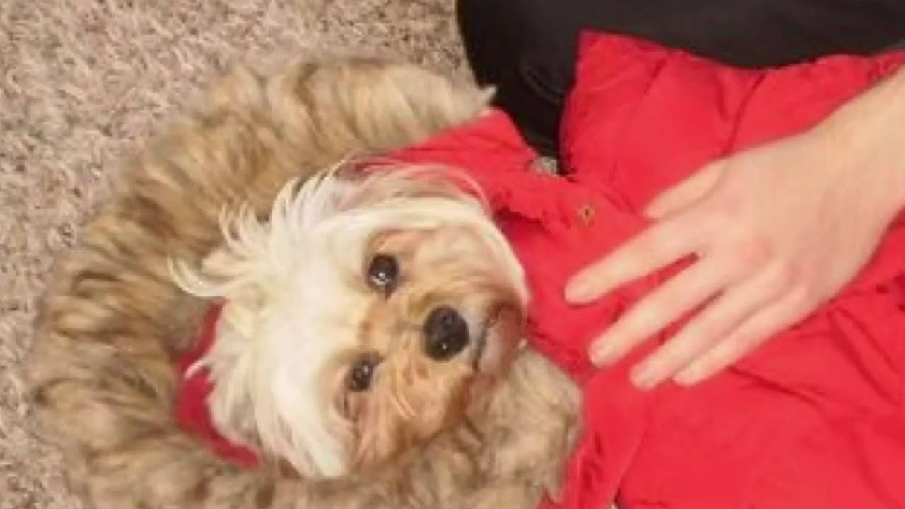 Warren Family Grieves As Household Dog Was Fatally Attacked | Detroit News