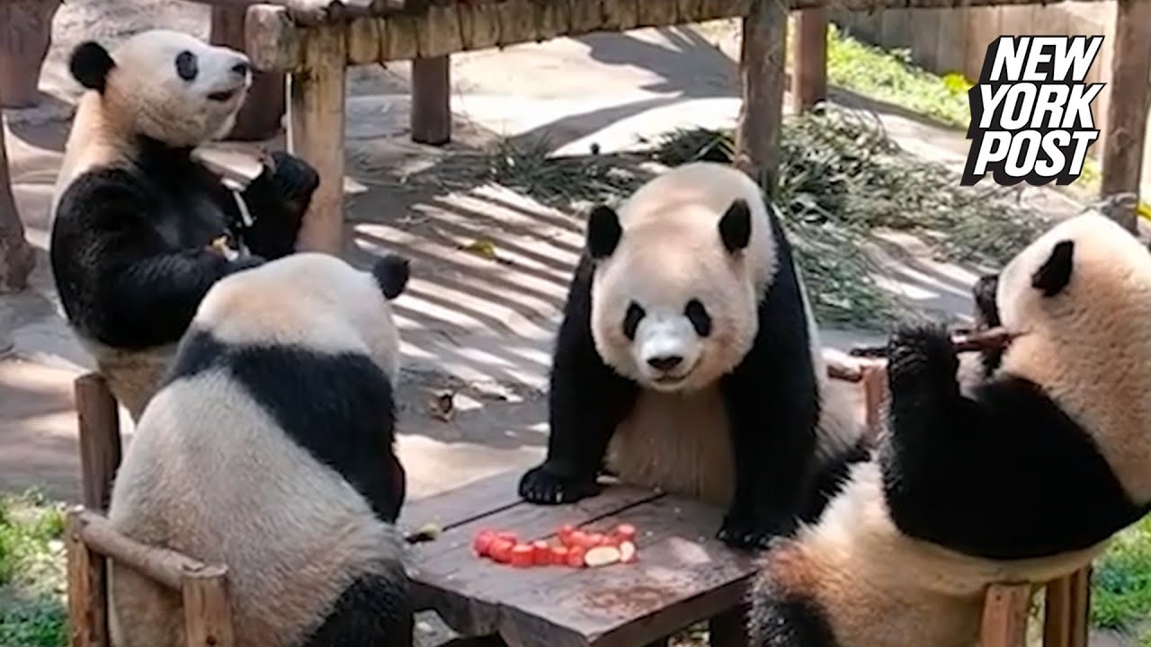 Watch: Pandas Sit At A Table Like It’s A Tea Party | New York Post