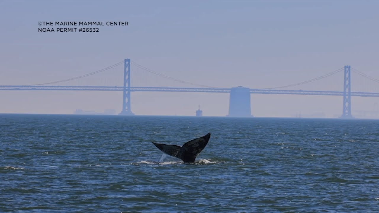 Whale Spends Record 10 Weeks In San Francisco Bay. Here’s Why It’s Concerning Scientists