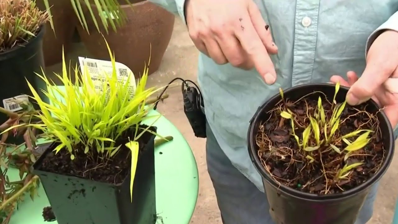 Why It’s Important To Know Your Spring ‘planting Zone’ As We Enter Warmer Weather | Detroit News