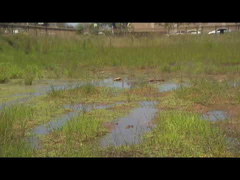 Winter Rains Bring Vernal Pools To San Diego County