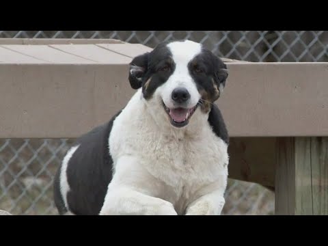 With Canine Influenza On The Rise, Pet Owners Asked To Avoid Dog Parks