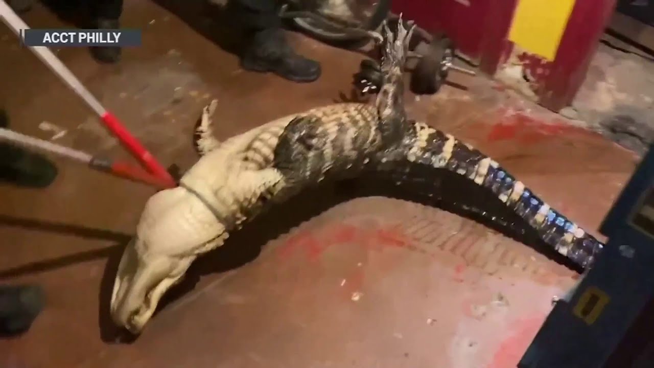 Woman Surrenders Her Ex Husband’s Alligator ‘big Mac’ | Houston