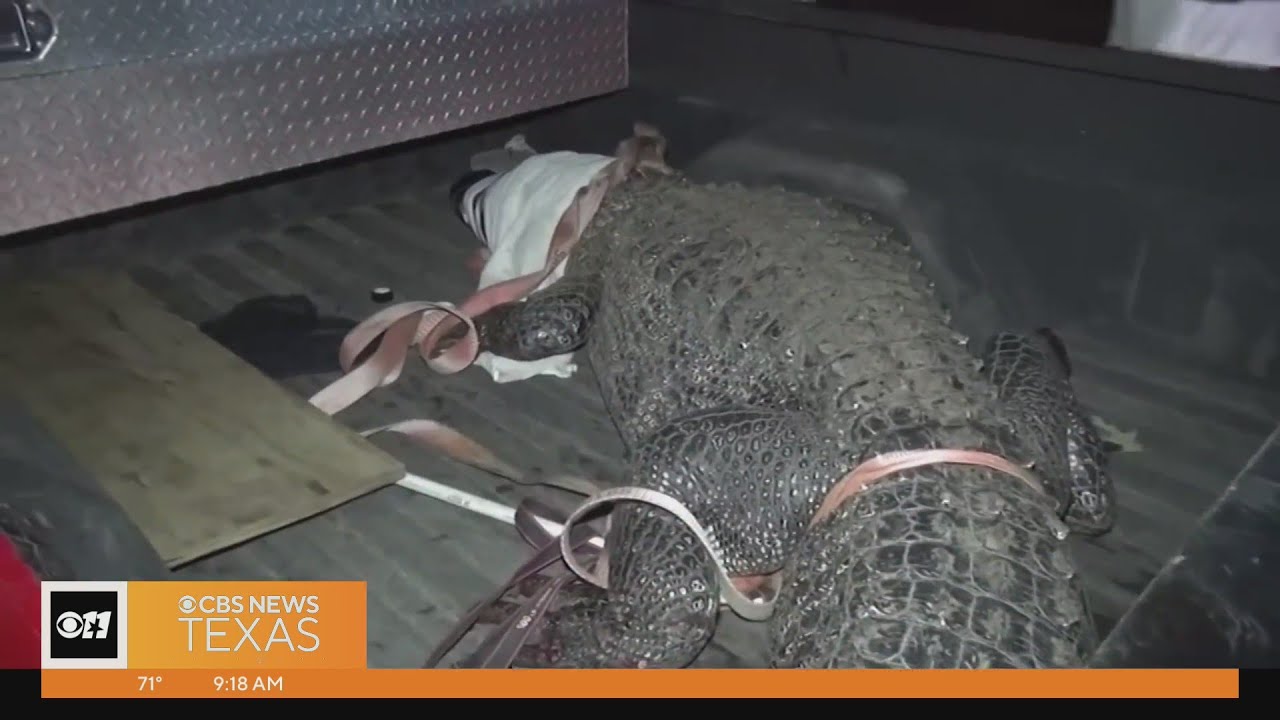 1200 Pound Gator Wrangled In Texas Neighborhood | Dallas News