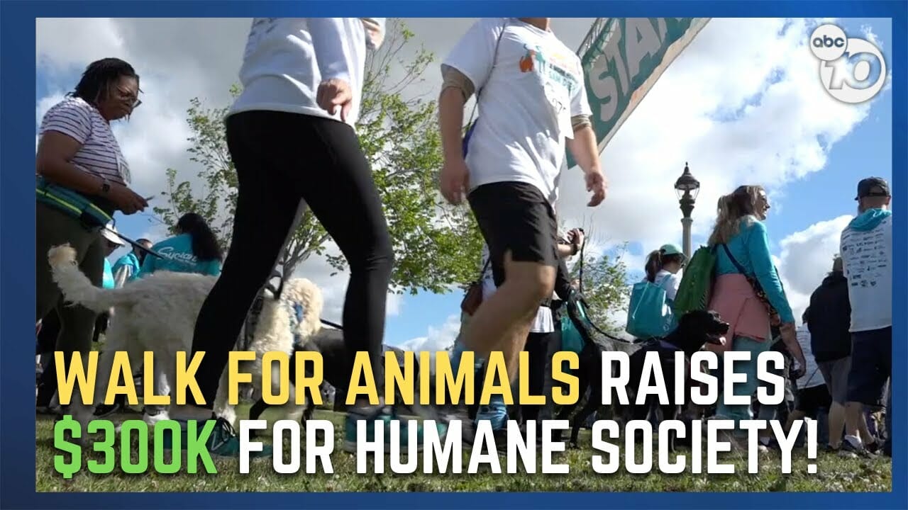 29th annual ‘Walk for Animals’ raises $300K for San Diego Humane Society | San Diego News