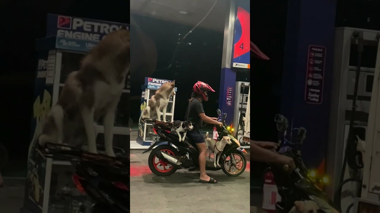 3 Dogs Balance On A Moped?! 🐶😱 #shorts | New York Post