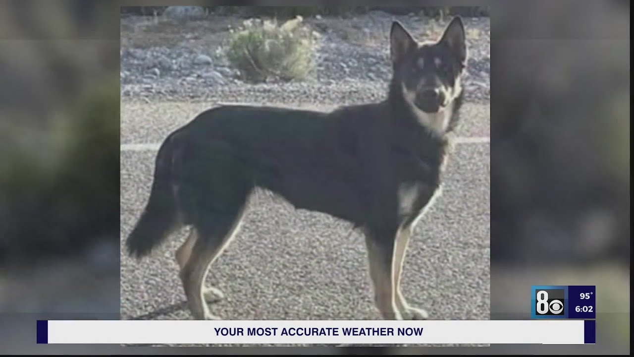 Abandoned Dogs In Las Vegas Mountains Have Nowhere To Go