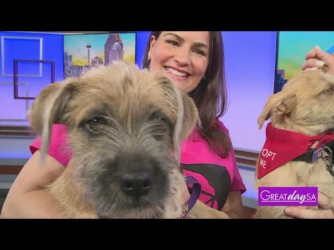 Adopt These Furry Friends | Great Day Sa