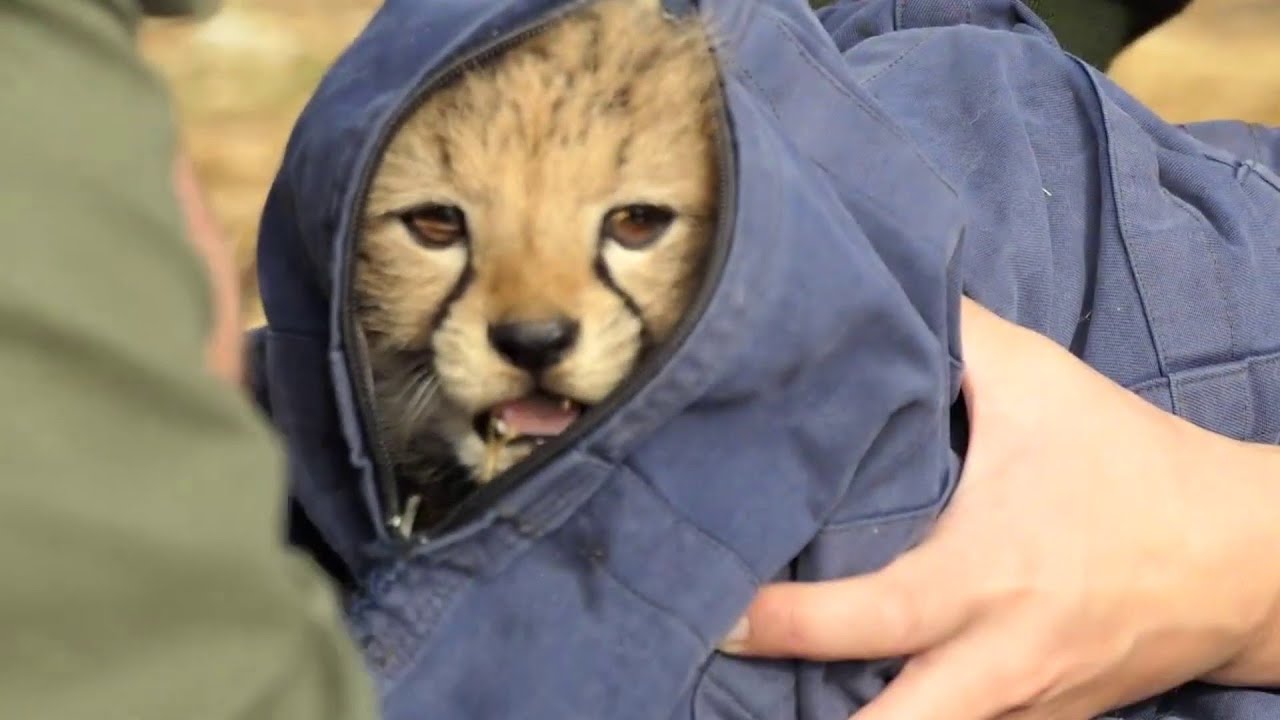 Adorable Cheetah Cubs Get A Health Check At Australian Zoo | Houston