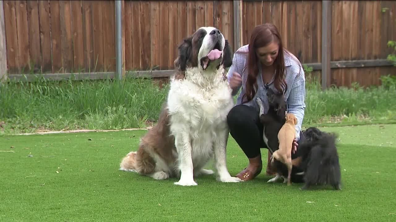 Advocates Encourage Adoptions To Celebrate National Rescue Dog Day