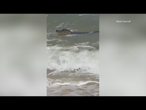 Alligator Surfing At Alabama Beach