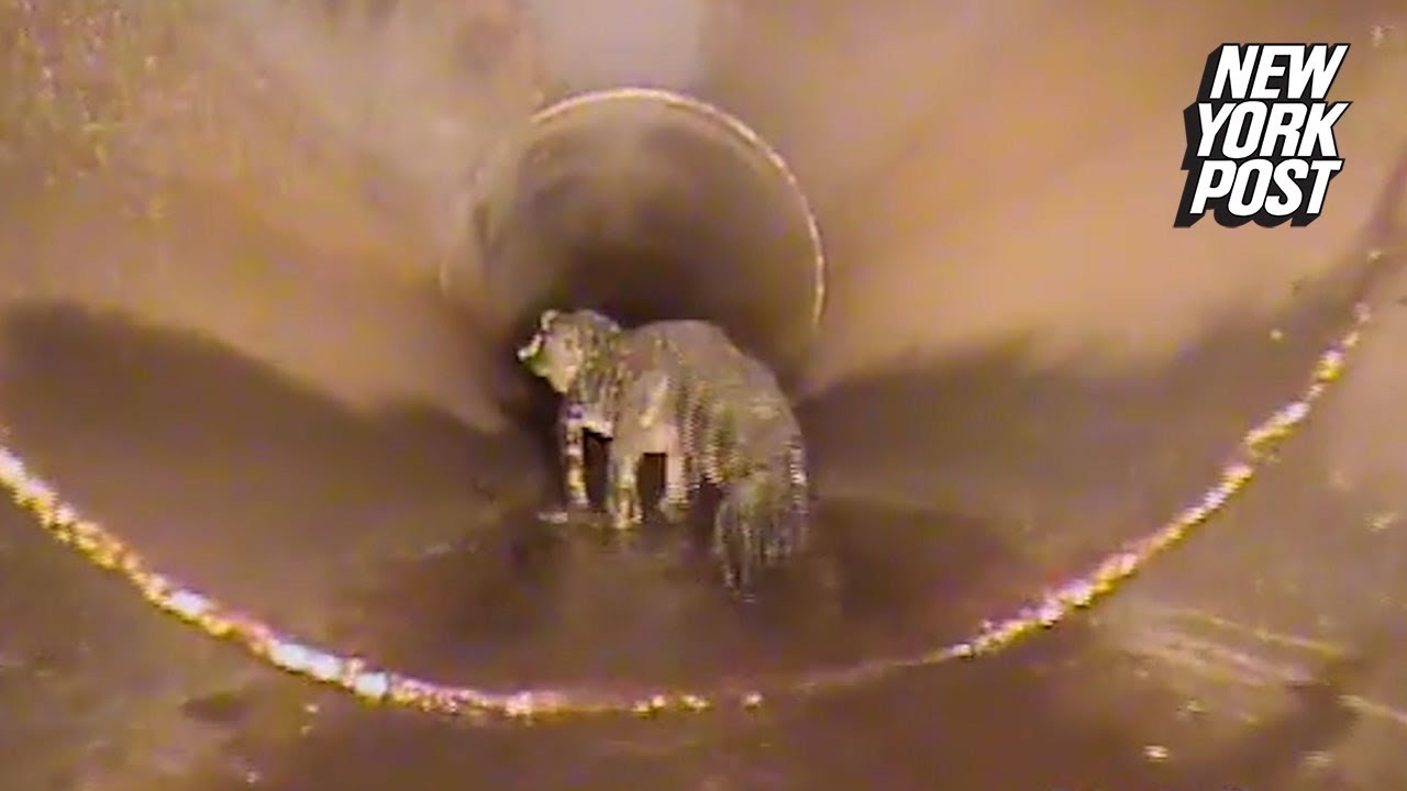 Alligators In The Sewer Myth Is True: City Workers Find Out In Jaw Dropping Video | New York Post