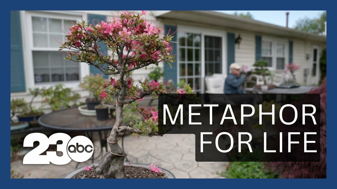 Americans Turning To Bonsai Trees To Relieve Stress