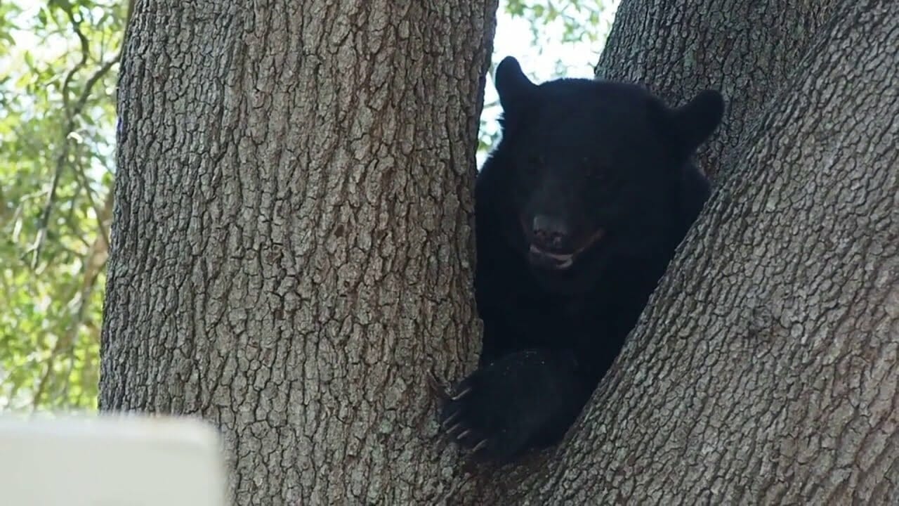 Bear Sighted In Altamonte Springs Tree, Fwc Says