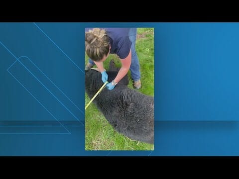 Bear Spotted In Maryland Captured