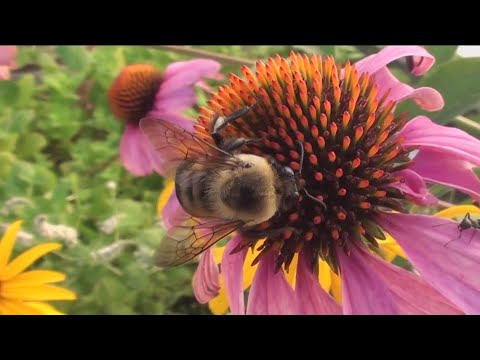 Bee Populations Are On The Rebound After Record Rain During San Diego’s Winter