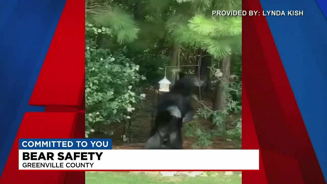 Being Bearwise, How To Protect Yourself If You See A Bear