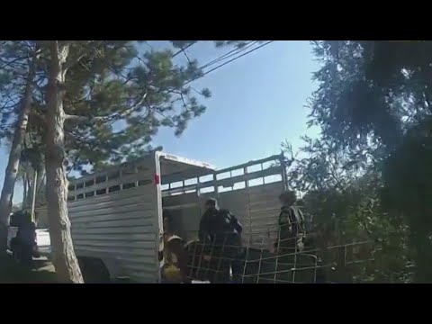 Bodycam Video Shows Cow’s Capture: “this Doesn’t Happen Every Day”