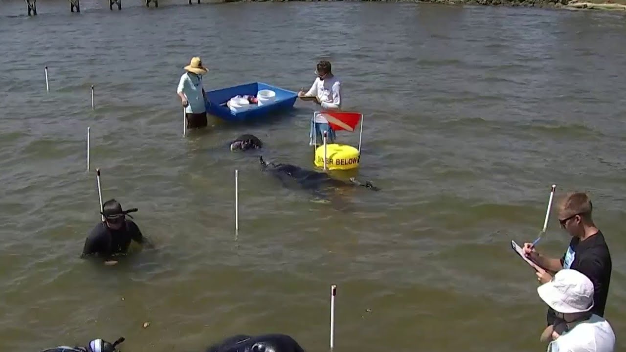 Brevard County Volunteers Support Indian River Lagoon Restoration Project