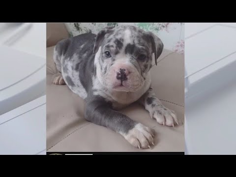 Bronx Puppy Stolen: Suspects Wanted In Armed Robbery