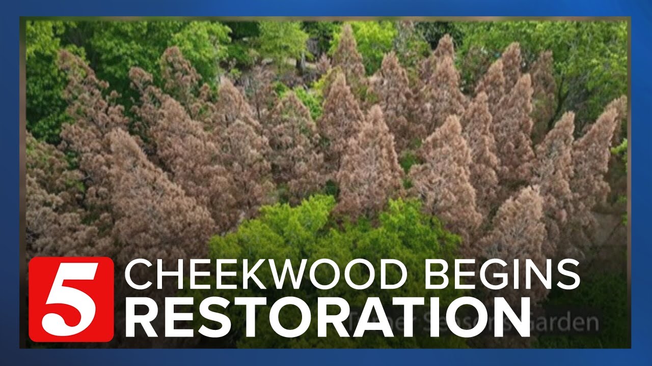 Cheekwood Begins Efforts To Restore Damaged Trees Following December’s Arctic Blast