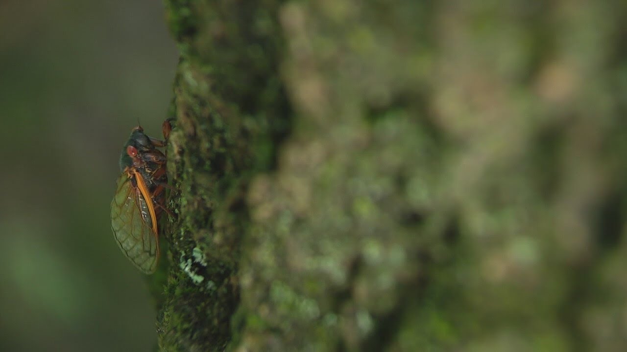 Cicadas Emerging Early In Chicago