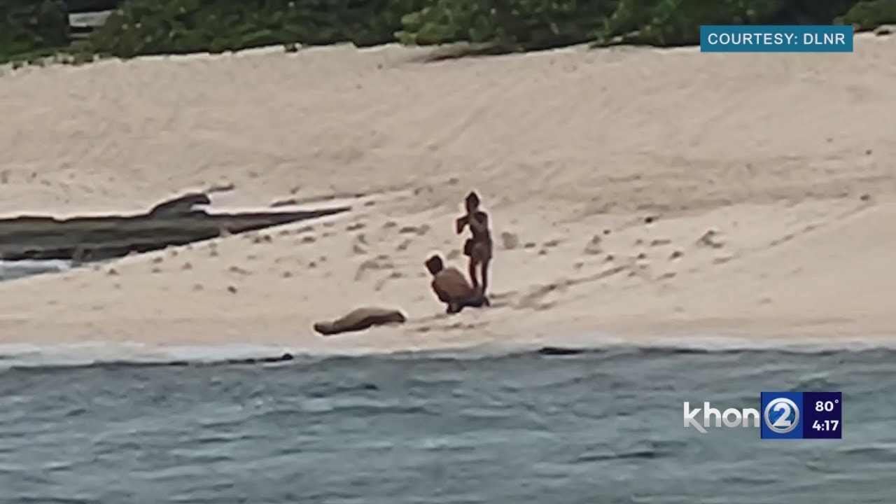 Couple Gets Too Close To Monk Seal To Pose For Pics