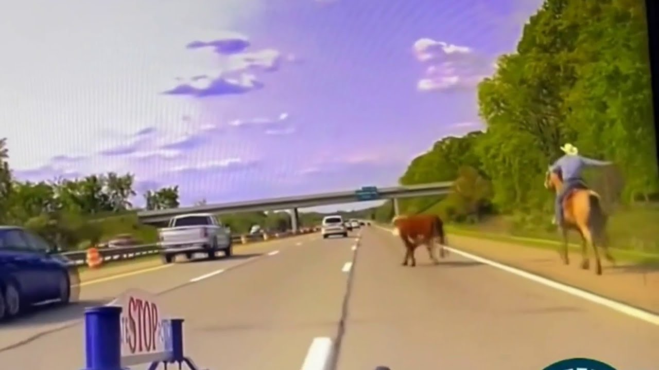 Cow Chase: Meet The Cowboy Who Lassoed A Runaway Cow On I 75 In Oakland County | Detroit News