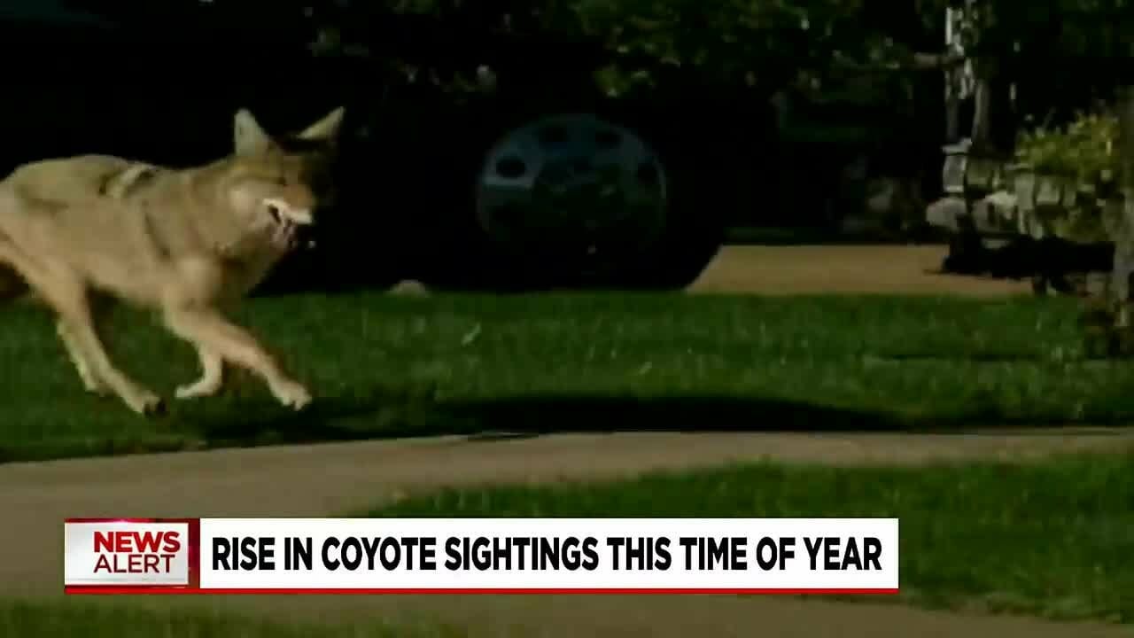 Coyote Sightings On The Rise In Nc