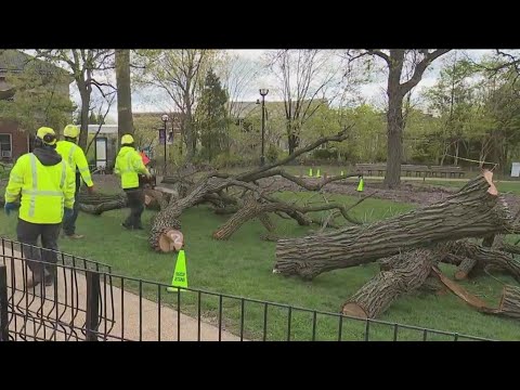 Crews Cut Down Lincoln Park Tree That Is Older Than The City Of Chicago