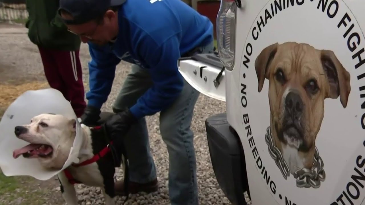 Detroit Police Killed 74 Dogs Over 3 Years: How This Nonprofit Is Trying To Help | Detroit News