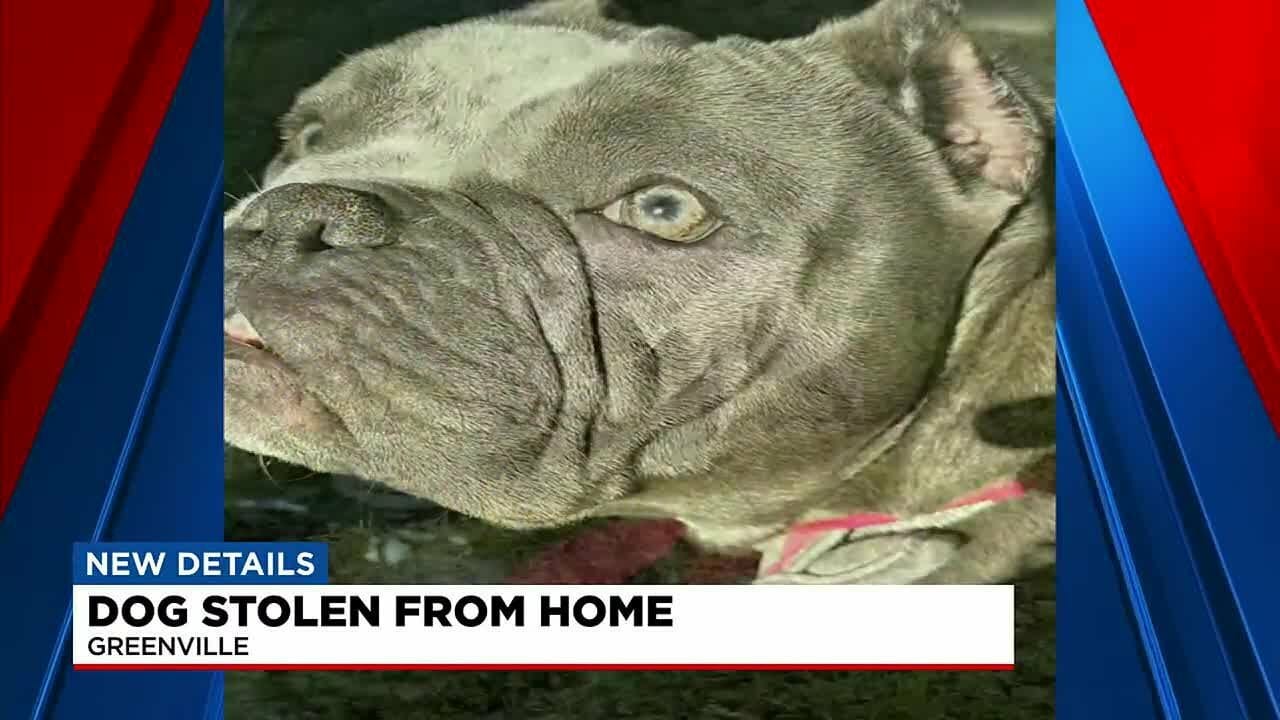 Dog Stolen