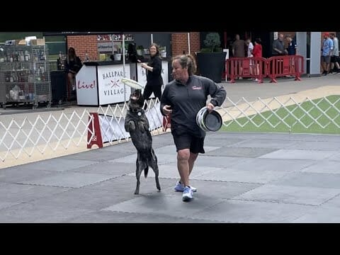 Dogs Perform For Cardinals Fans Ahead Of Annual Purina Pooches In The Ballpark Game | St. Louis News