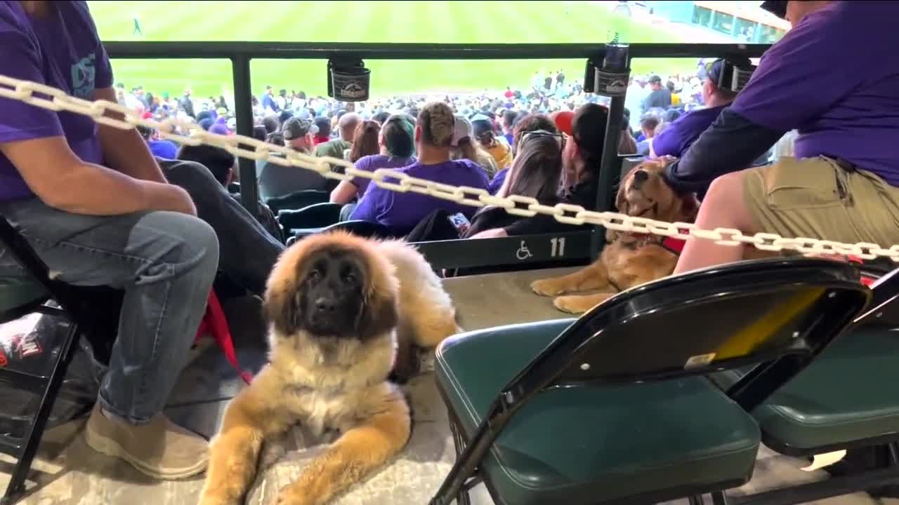 Domino Service Dogs Takes A Field Trip To Coors Field For A Training Day