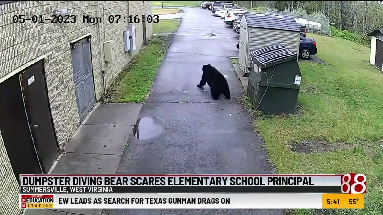 Dumpster Diving Bear Scares Elementary School Principal