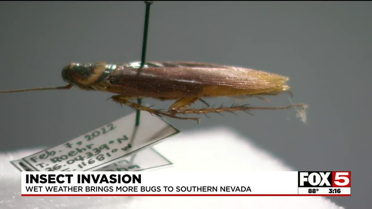 Expert Warns Wet Weather Could Bring More Bugs To Southern Nevada This Year