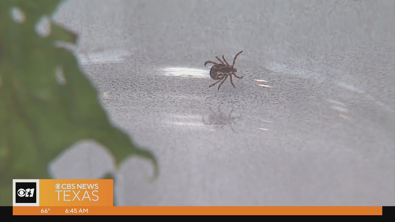 Eye On Your Health: Preparing For Tick Season In Texas | Dallas News