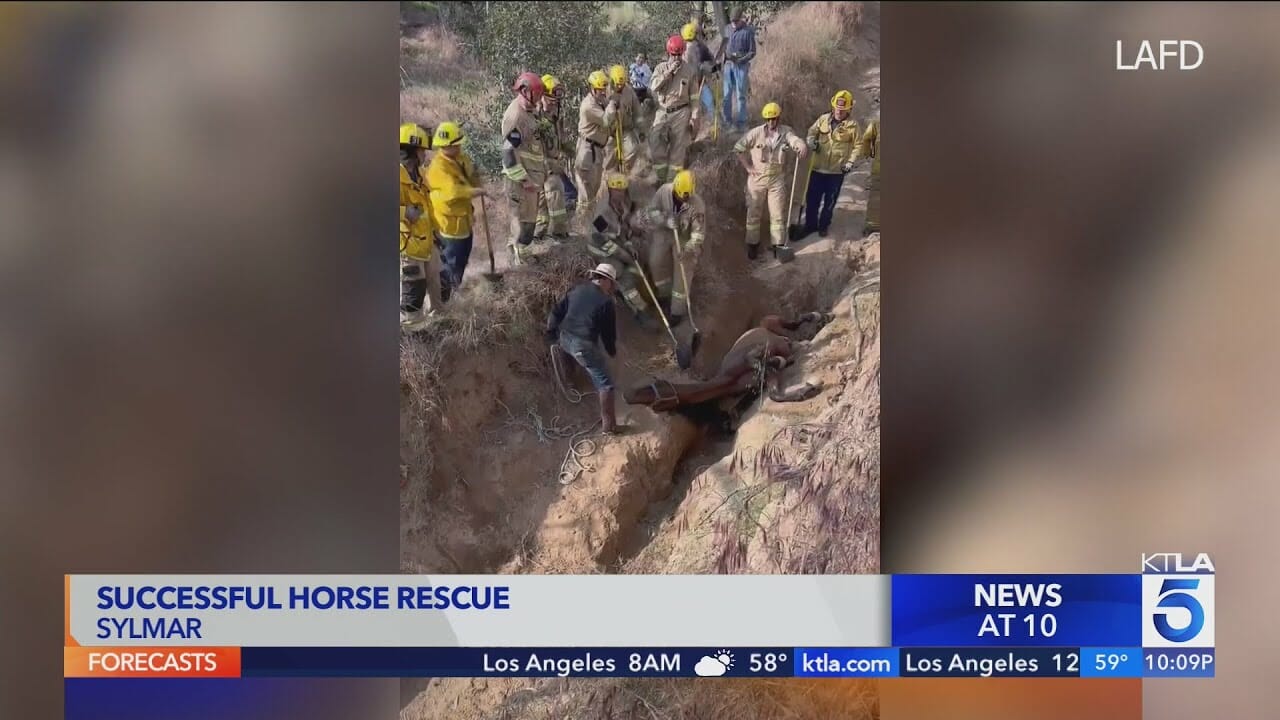 Fire Crews Rescue Horse In Sylmar